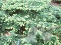 Abies amabilis Procumbens Image 1
