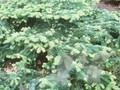 Abies amabilis Spreading Star Image 1