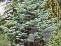 Abies arizonica Image 1