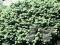 Abies balsamea var balsamea Image 1