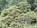 Abies balsamea var balsamea hudsonia Image 1