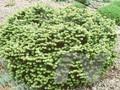 Abies balsamea var balsamea Nana Image 1