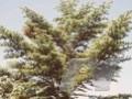 Abies brachyphylla Image 1