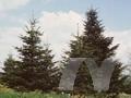 Abies candicans Image 1