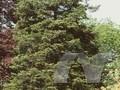 Abies cephalonica var cephalonica Image 1