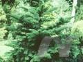 Abies concolor var concolor Aurea Image 1
