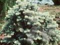 Abies concolor var concolor Compacta Image 1