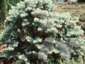 Abies concolor var concolor Glauca Compacta Image 1