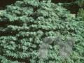 Abies concolor var concolor Igel Image 1