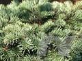 Abies concolor var concolor Piggelmee Image 1