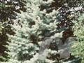 Abies concolor var concolor Violacea Image 1
