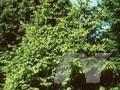 Abies excelsa Image 1