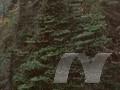 Abies fraseri Image 1