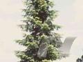 Abies grandis Image 1