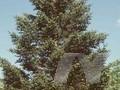 Abies holophylla Image 1
