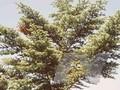 Abies homolepis var homolepis Image 1