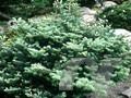 Abies koreana Blauer Pfiff Image 1