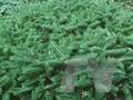 Abies koreana Fliegende Untertasse Image 1
