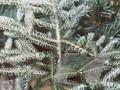 Abies koreana Horstmanns Silberlocke Image 1