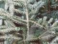 Abies koreana Silberlocke Image 1