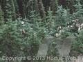 Abies lasiocarpa var lasiocarpa Image 1