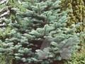 Abies lasiocarpa var arizonica Image 1