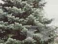 Abies lowiana Image 1