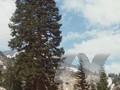 Abies magnifica var magnifica Image 1