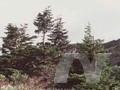 Abies mariesii Image 1