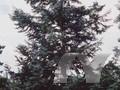 Abies nobilis Image 1