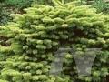 Abies nordmanniana subsp nordmanniana Golden Spreader Image 1