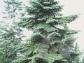 Abies numidica Image 1