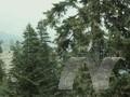 Abies pectinata Image 1