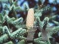 Abies pinsapo var pinsapo Kelleriis Image 1