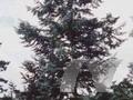 Abies procera Image 1