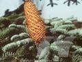 Abies procera Glauca Grp Image 1