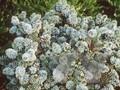 Abies procera Blaue Hexe Image 1