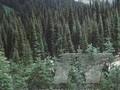 Abies subalpina Image 1