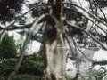 Abies veitchii var veitchii Image 1