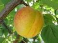 Prunus armeniaca Image 1