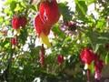Abutilon megapotamicum Image 1