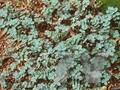 Acaena caesiiglauca Image 1