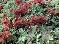 Acaena caesiiglauca Frikart Image 1