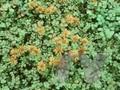 Acaena microphylla Image 1