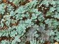 Acaena microphylla Glauca Image 1