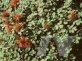 Acaena microphylla Kupferteppich Image 1