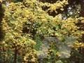 Acanthopanax ricinifolius Image 1