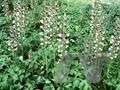 Acanthus balcanicus Image 1