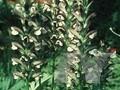 Acanthus caroli-alexandri Image 1