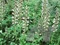 Acanthus hungaricus Image 1